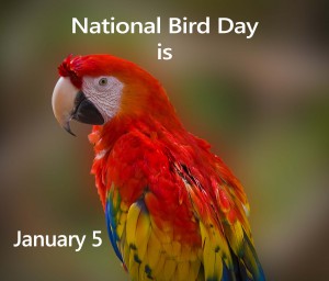 National Bird Day is January 5 | NonStop Celebrations